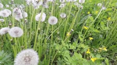 Çimlerde karahindiba