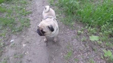 Yazın köpek gezintisi.
