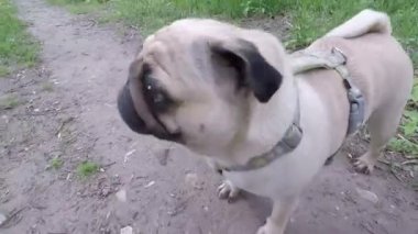 Yazın köpek gezintisi.