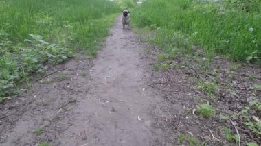 Yazın köpek gezintisi.