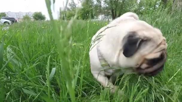 Pug Pies Spacery Lecie — Wideo stockowe