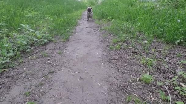Pug Dog Walking Summer — Stock Video