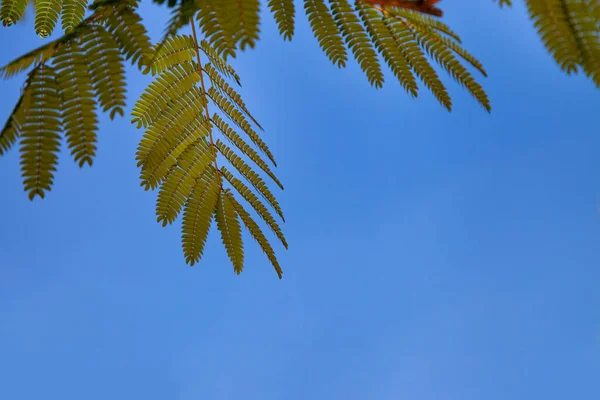 Gröna Blad Mot Blå Himmel Akacia Sommaren — Stockfoto