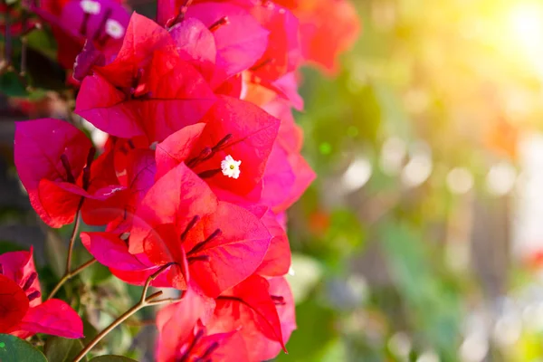 Red Bougainvillea Virágzik Egy Nyári Parkban Gyönyörű Virágok — Stock Fotó