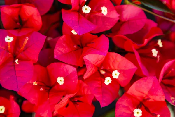 Red Bougainvillea Blooms Summer Park Beautiful Flowers — Stock Photo, Image