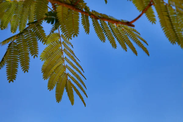Grüne Blätter Vor Blauem Himmel Akazien Sommer — Stockfoto