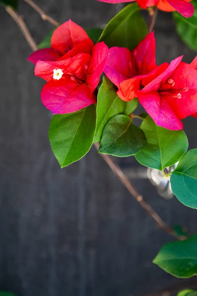 Red Bougainvillea Virágzik Egy Nyári Parkban Gyönyörű Virágok — Stock Fotó