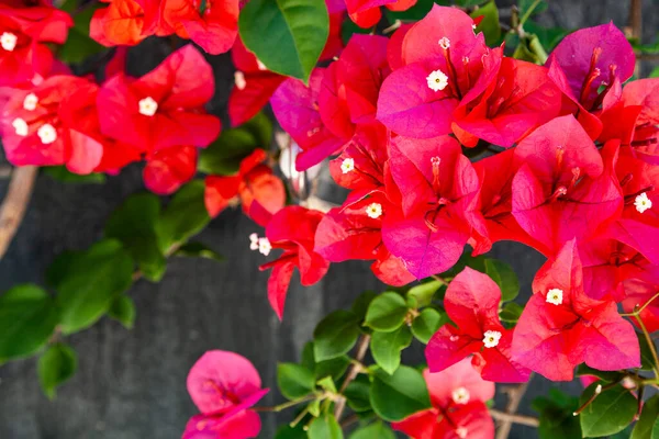 Red Bougainvillea Blooms Summer Park Beautiful Flowers — Stock Photo, Image