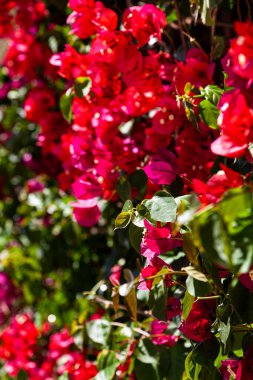 Kırmızı begonviller bir yaz parkında çiçek açarlar. Güzel çiçekler..