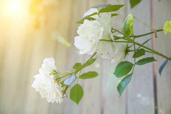 Piękna Biała Róża Tle Drewnianej Ściany Wspinaczka Róża Lecie — Zdjęcie stockowe