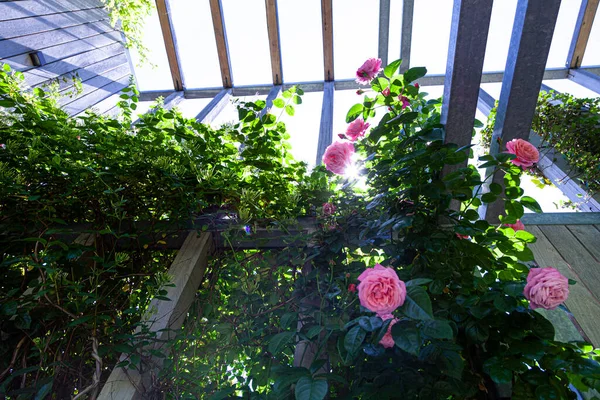Прекрасна Рожева Троянда Дерев Яному Фоні Стіни Скелелазіння Троянда Влітку — стокове фото