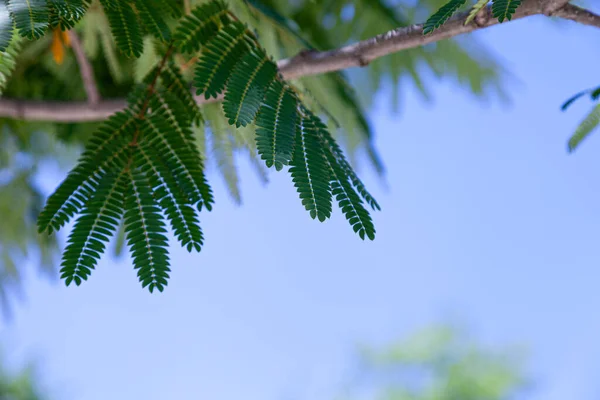 Grüne Blätter Vor Blauem Himmel Akazien Sommer — Stockfoto