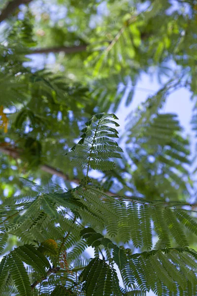 Verde Parte Contra Céu Azul Acácia Verão — Fotografia de Stock