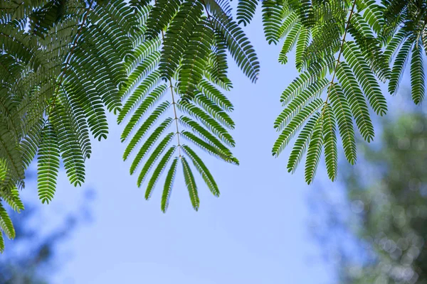 Hojas Verdes Contra Cielo Azul Acacia Verano — Foto de Stock