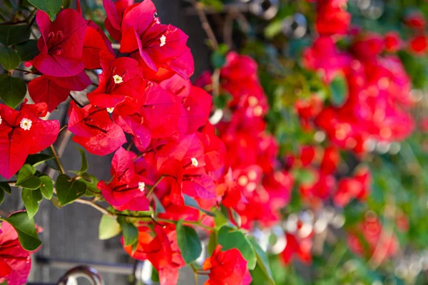 Bouganville Rossa Fiorisce Parco Estivo Bellissimi Fiori — Foto Stock