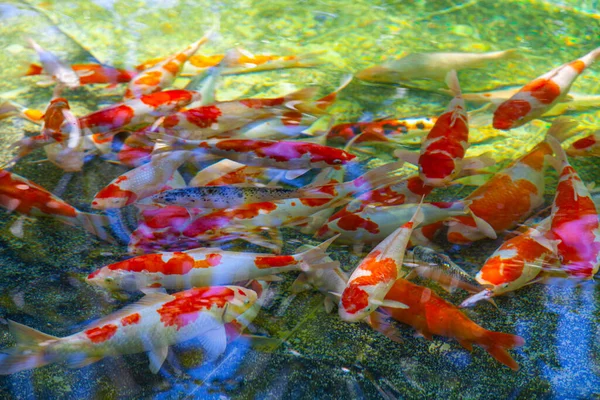夏には鯉が池に乱入する 水の中の明るい魚 — ストック写真