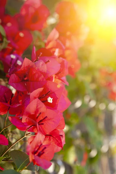 夏の公園には赤いブーゲンビリアが咲きます 美しい花 — ストック写真