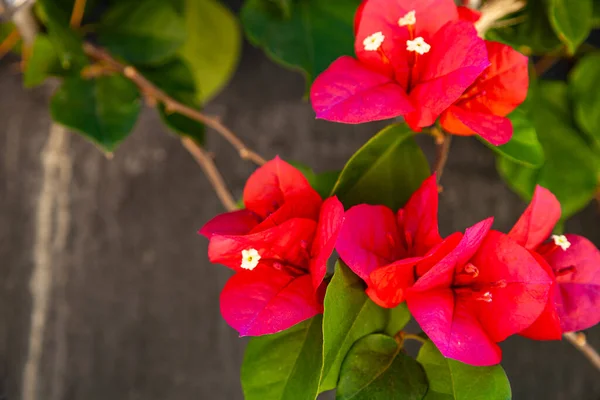 Červená Bougainvillea Kvete Letním Parku Krásné Květiny — Stock fotografie