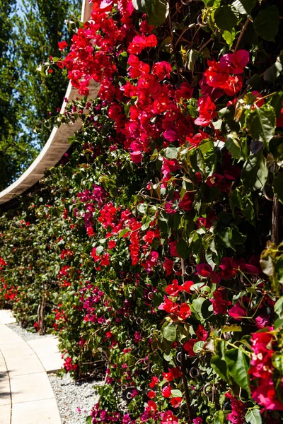 Red Bougainvillea Virágzik Egy Nyári Parkban Gyönyörű Virágok — Stock Fotó