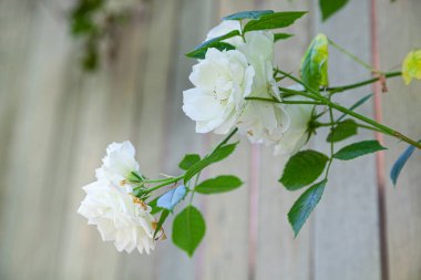 Ahşap bir duvarın arkasında güzel beyaz bir gül. Yazın yükselen gül.