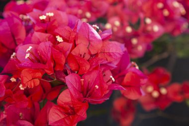 Kırmızı begonviller bir yaz parkında çiçek açarlar. Güzel çiçekler..