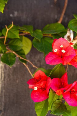 Kırmızı begonviller bir yaz parkında çiçek açarlar. Güzel çiçekler..