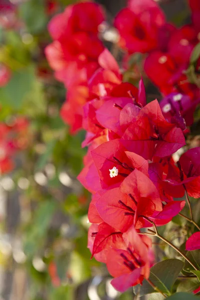 Red Bougainvillea Virágzik Egy Nyári Parkban Gyönyörű Virágok — Stock Fotó