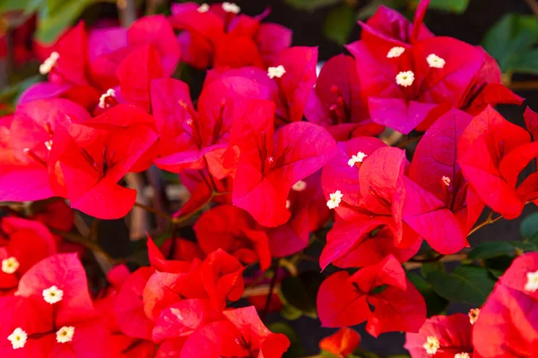 Red Bougainvillea Blooms Summer Park Beautiful Flowers — Stock Photo, Image