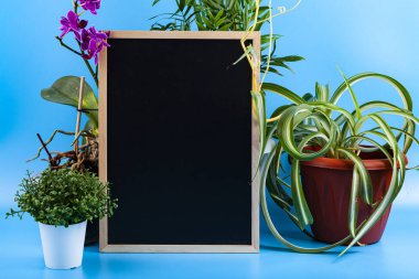 Kapalı alan çiçekleri ve mavi arka planda bir karatahta. Kapalı çiçek bakımı.