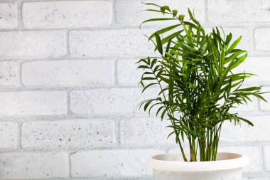 Duvarın arka planında kapalı bir çiçek. Kapalı çiçek bakımı. Hamedorea. İç mekan palmiye ağacı.