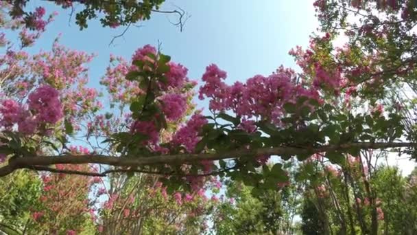 夏の公園にインドライラック Lagerstroemia が咲きます 空に対する美しいピンクの花 — ストック動画
