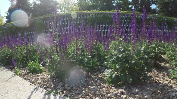 Blooming lavender in Galitsky park, Krasnodar