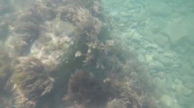 Karadeniz 'in sualtı dünyası. Taşlar, algler ve balıklar..