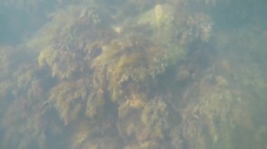 Karadeniz 'in sualtı dünyası. Taşlar, algler ve balıklar..