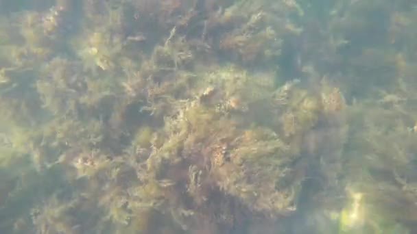 Svarta Havets Undervattensvärld Stenar Alger Och Fiskar — Stockvideo