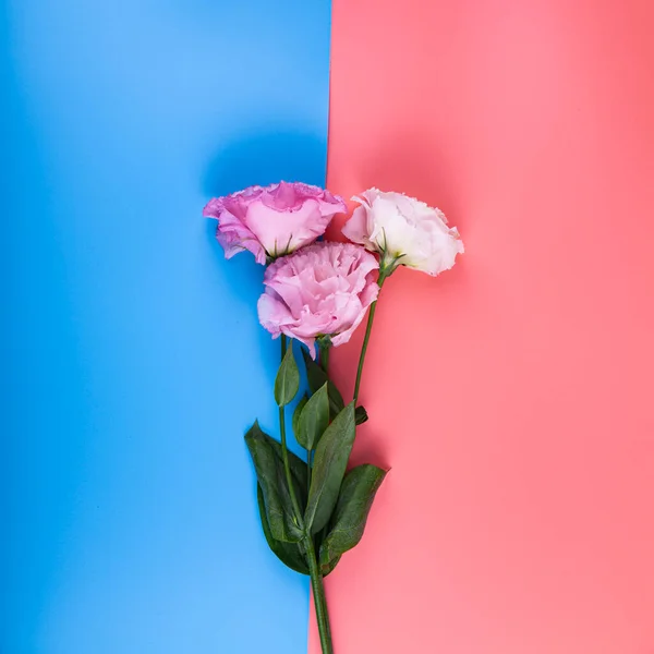 Flowers on a pink and blue background. Beautiful eustomas.