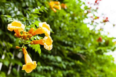 South Park 'taki kampüste. Güneşli bir günde çiçekli güzel bir leyana..