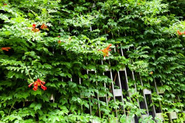 South Park 'taki kampüste. Güneşli bir günde çiçekli güzel bir leyana..