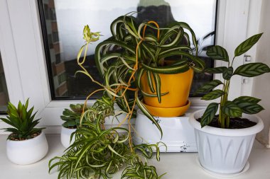 Pencerede kapalı çiçekler. Klorofhytum, ktenante ve sulu bitkiler..