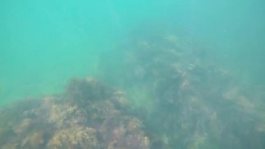 Karadeniz 'in sualtı dünyası. Taşlar, algler ve balıklar..