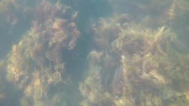 Karadeniz 'in sualtı dünyası. Taşlar, algler ve balıklar..