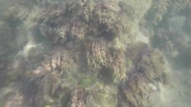Underwater World Black Sea Stones Algae Fish — Stock Video