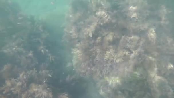 黑海的海底世界 海藻和鱼 — 图库视频影像