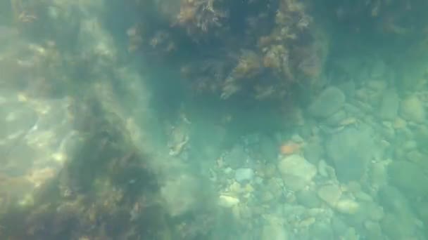 Underwater World Black Sea Stones Algae Fish — Stock Video