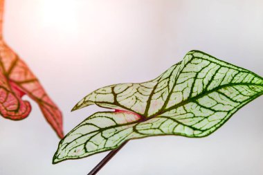 Beyaz arka planda çok renkli güzel bir yaprak. Caladium yaprağı.