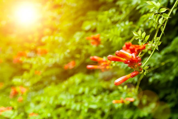 Kampaň Jižním Parku Krásná Liana Květinami Slunečného Dne — Stock fotografie