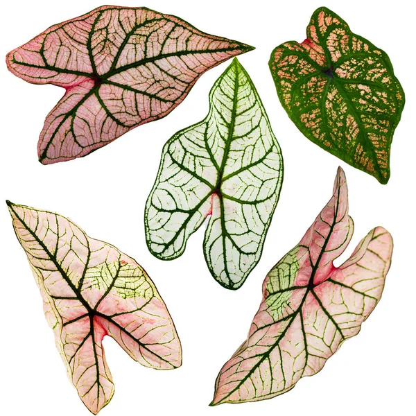 Set Van Prachtige Meerkleurige Bladeren Een Witte Achtergrond Caladiumblad — Stockfoto