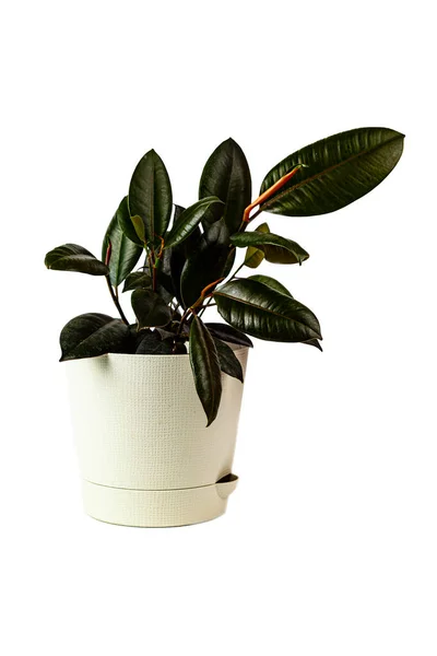 Planta Interna Pote Fundo Branco Ficus Elastica — Fotografia de Stock