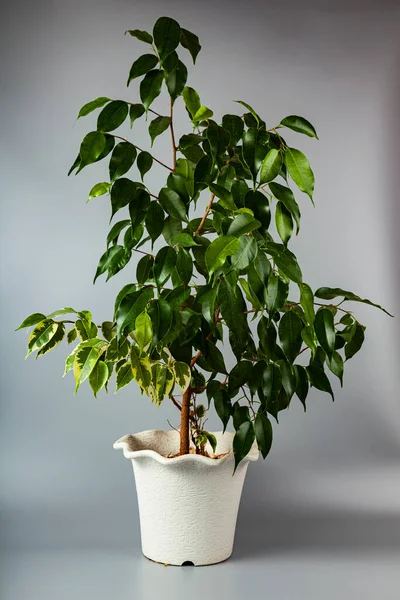 Indoor Plant Pot Grey Background Ficus Benjamin — Stock Photo, Image