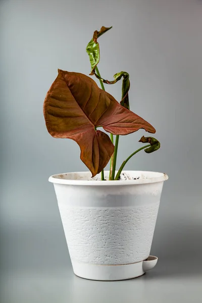 Indoor Plant Pot Grey Background Syngonium Pink Neon — Stock Photo, Image